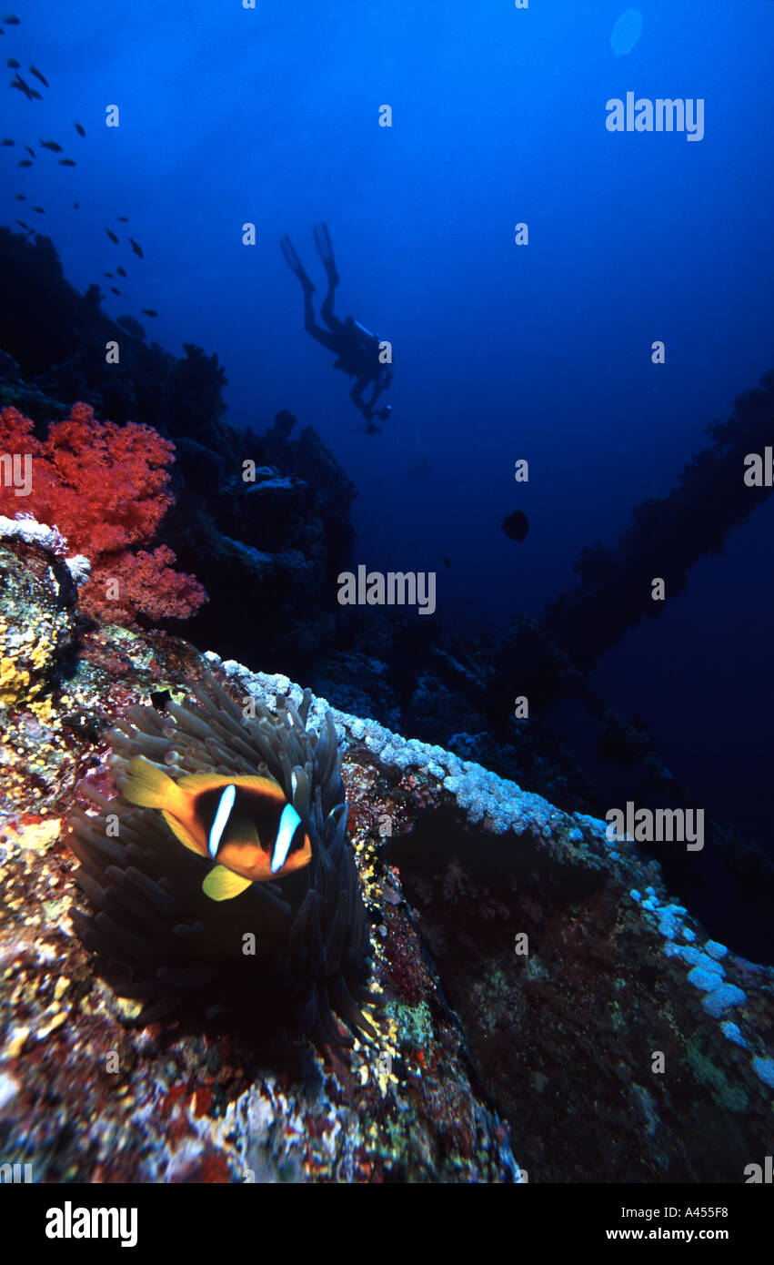 Twobar poisson clown Amphiprion bicinctus sur épave Numidia et plongeur en arrière-plan l'île de Big Brother Les Frères Mer Rouge Banque D'Images