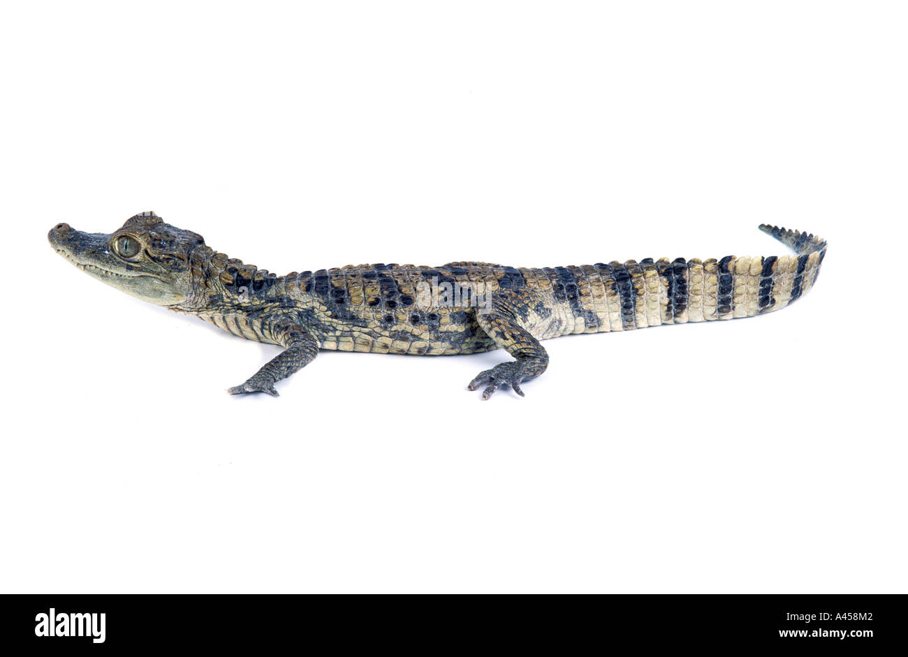 Crocodile du Nil Crocodylus niloticus Crocodile du Nil de l'Afrique du Sud nature animaux ovipares reptile africain de l'eau de la rivière Grand vert face portrait danger dangereux Banque D'Images