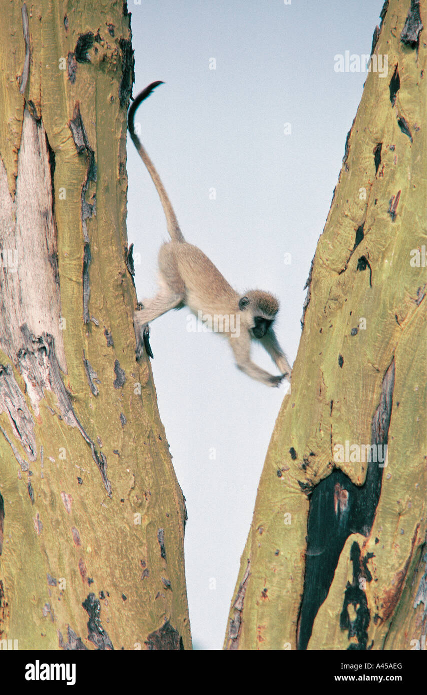 Face noire et un singe dans l'arbre de la fièvre jaune au Parc National de Serengeti en Tanzanie Banque D'Images