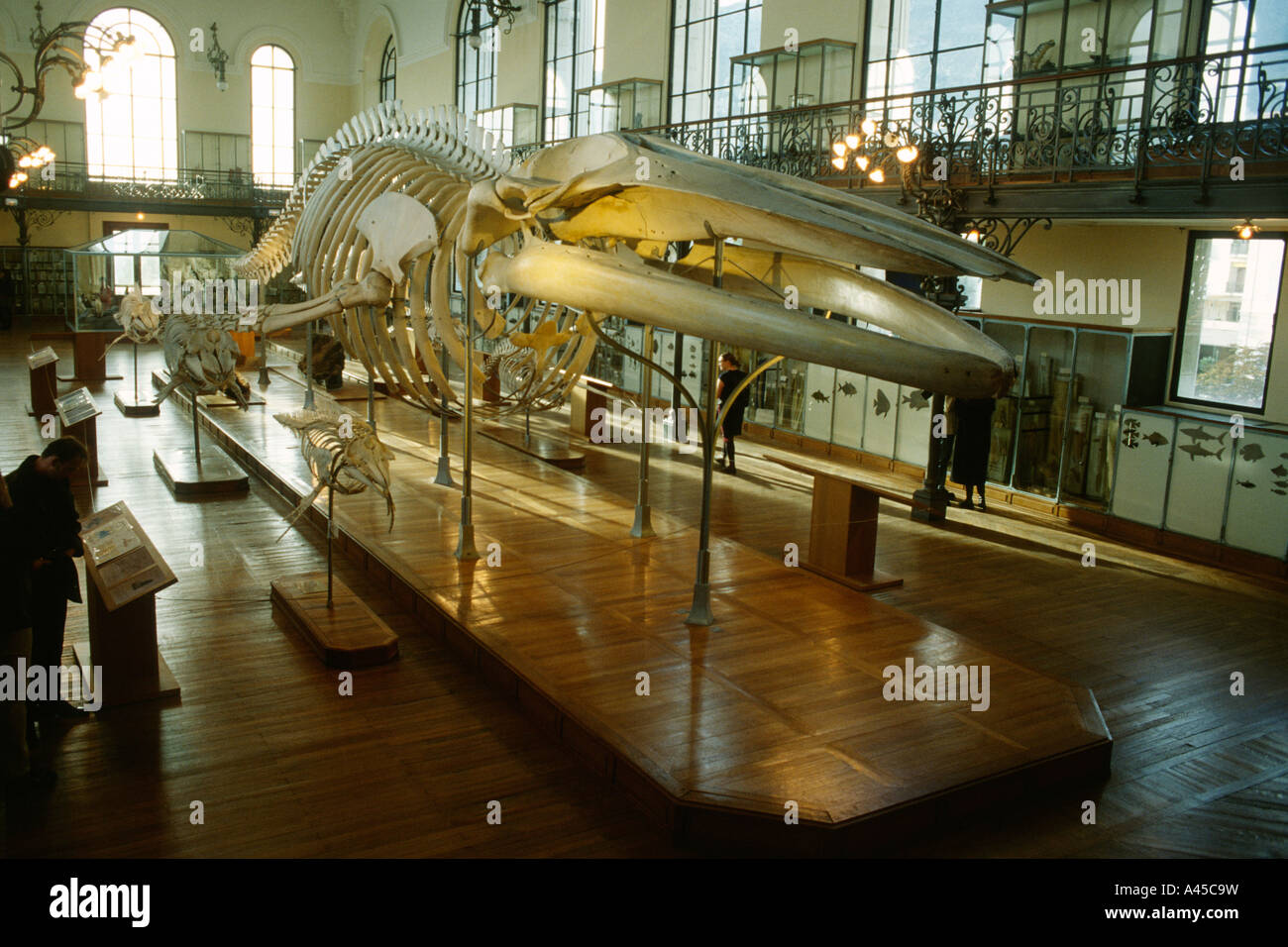 Monaco squelette de baleine dans le Musée Océanographique musée océanographique Banque D'Images