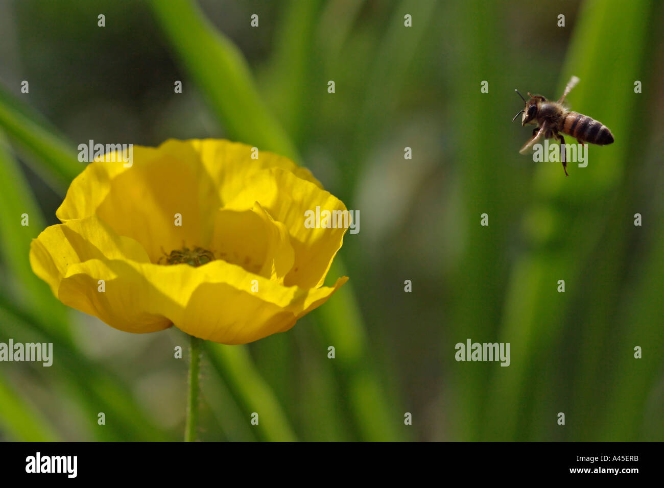 Abeille fleur inconnue cherche à faire le miel de fleurs Banque D'Images