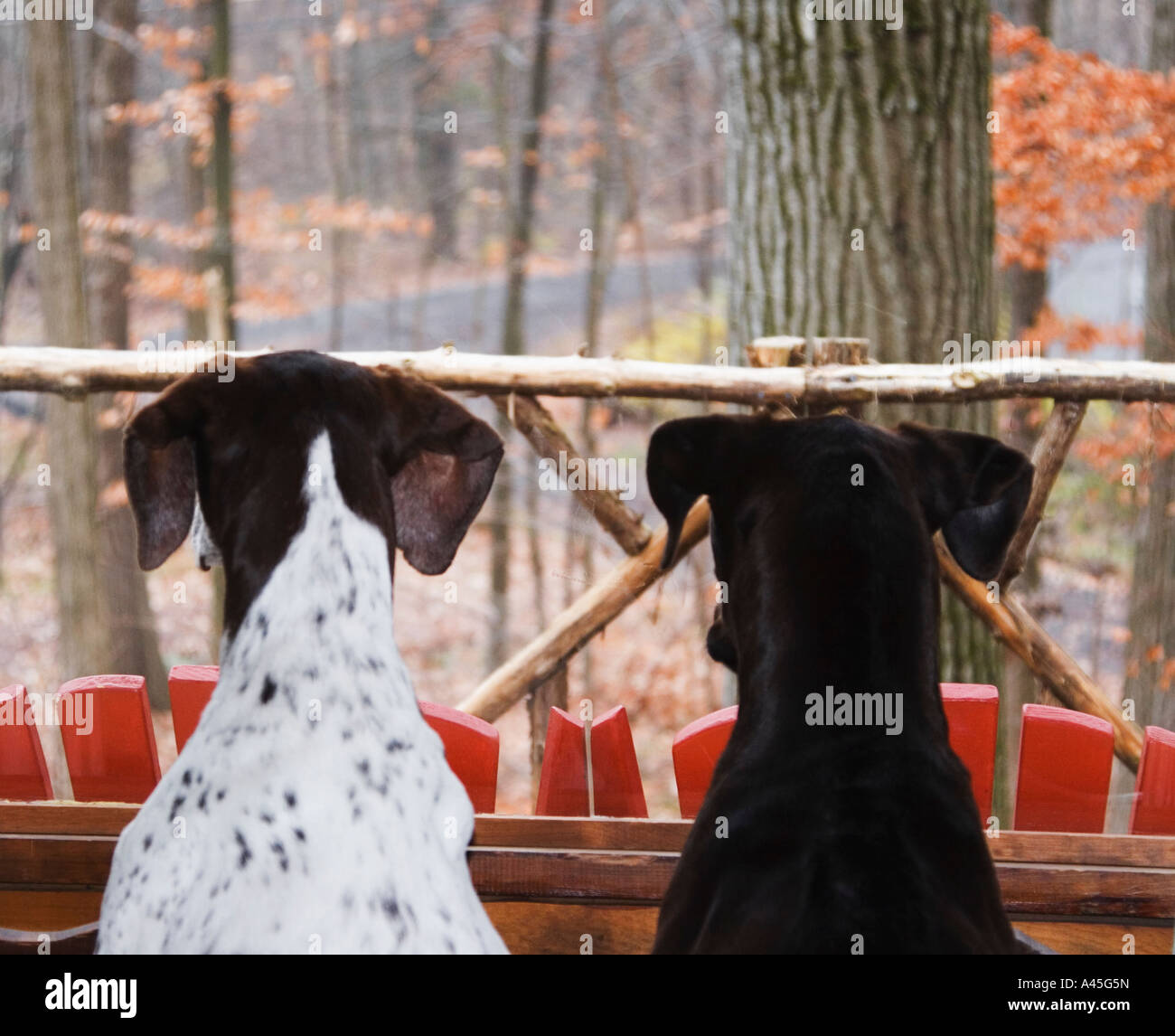 Deux chiens à la cabine par fenêtre à taquineries des écureuils Banque D'Images