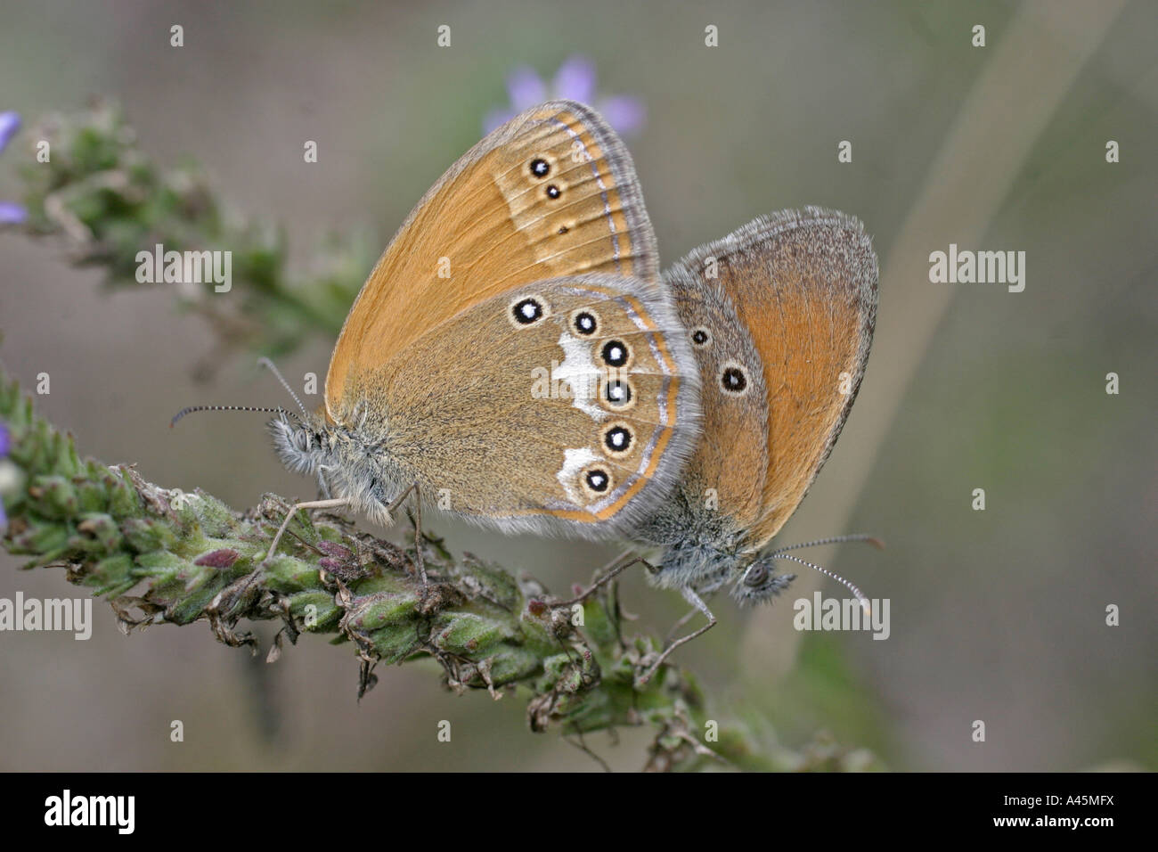 HEATH COENONYMPHA GLYCERION MARRON paire accouplée Banque D'Images