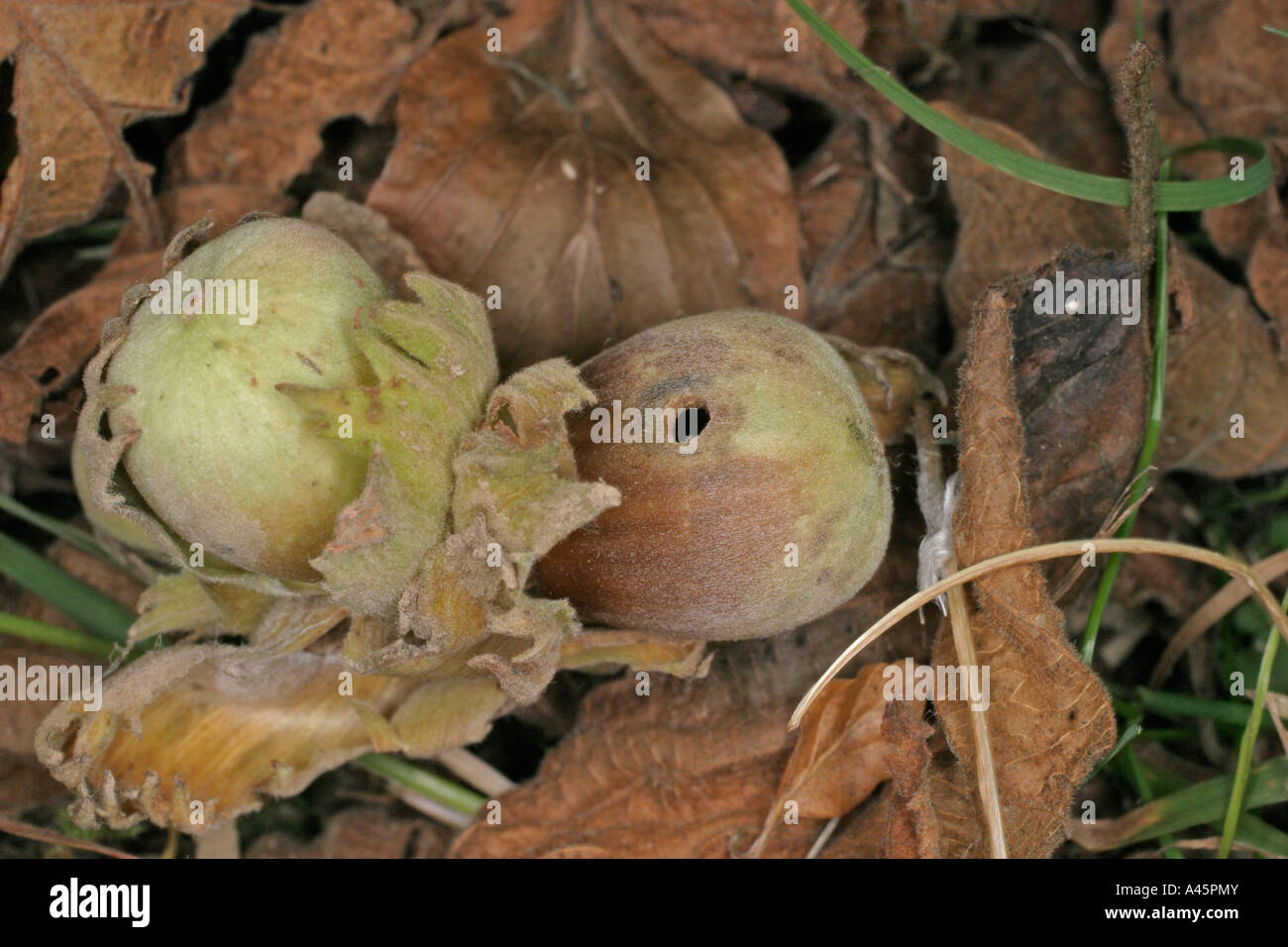 Charançon de la prune SORTIE ÉCROU RHYNCHITES COERULEUS DE TROU DE NOISETTE mûres Banque D'Images