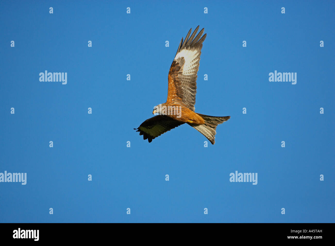 Red Kite Gigrin Farm à Rhayader Wales UK Banque D'Images