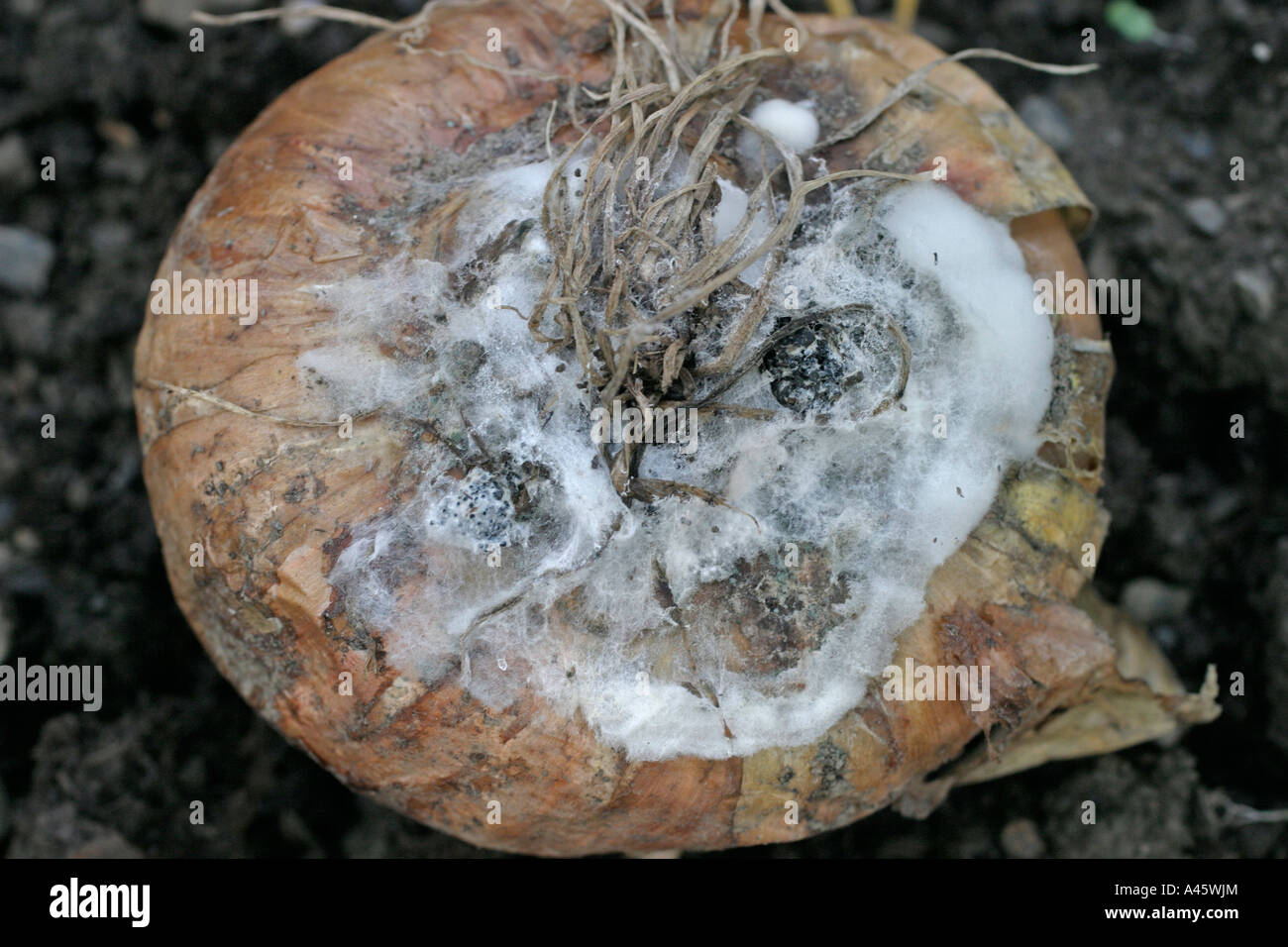 La pourriture blanche de l'OIGNON Sclerotium cepivorum CLOSE UP DE POURRITURE SUR BASE DE L'AMPOULE Banque D'Images