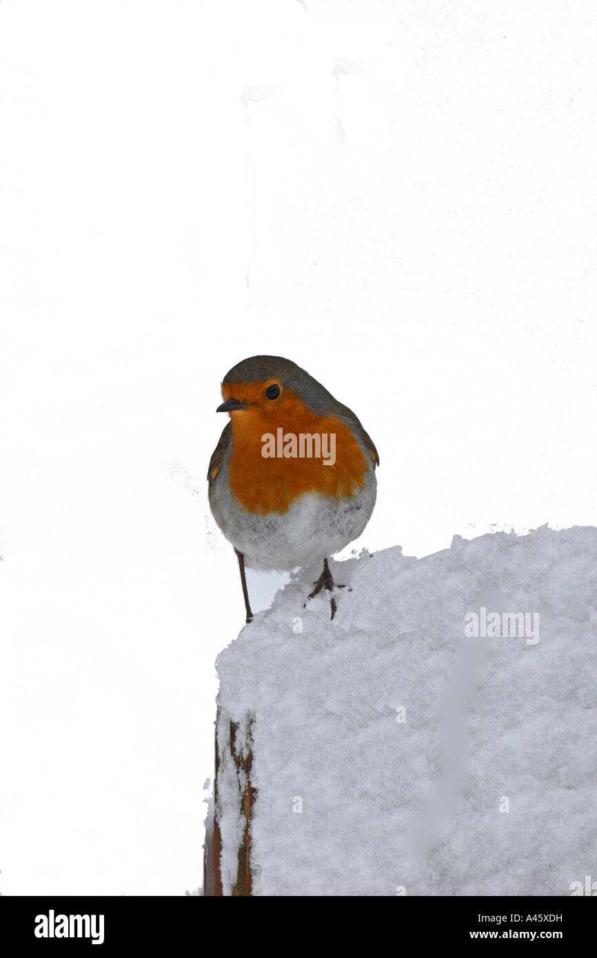 ERITHACUS rubecula aux abords du Siège SUR LA NEIGE EN VUE DE FACE FOND BLANC Banque D'Images
