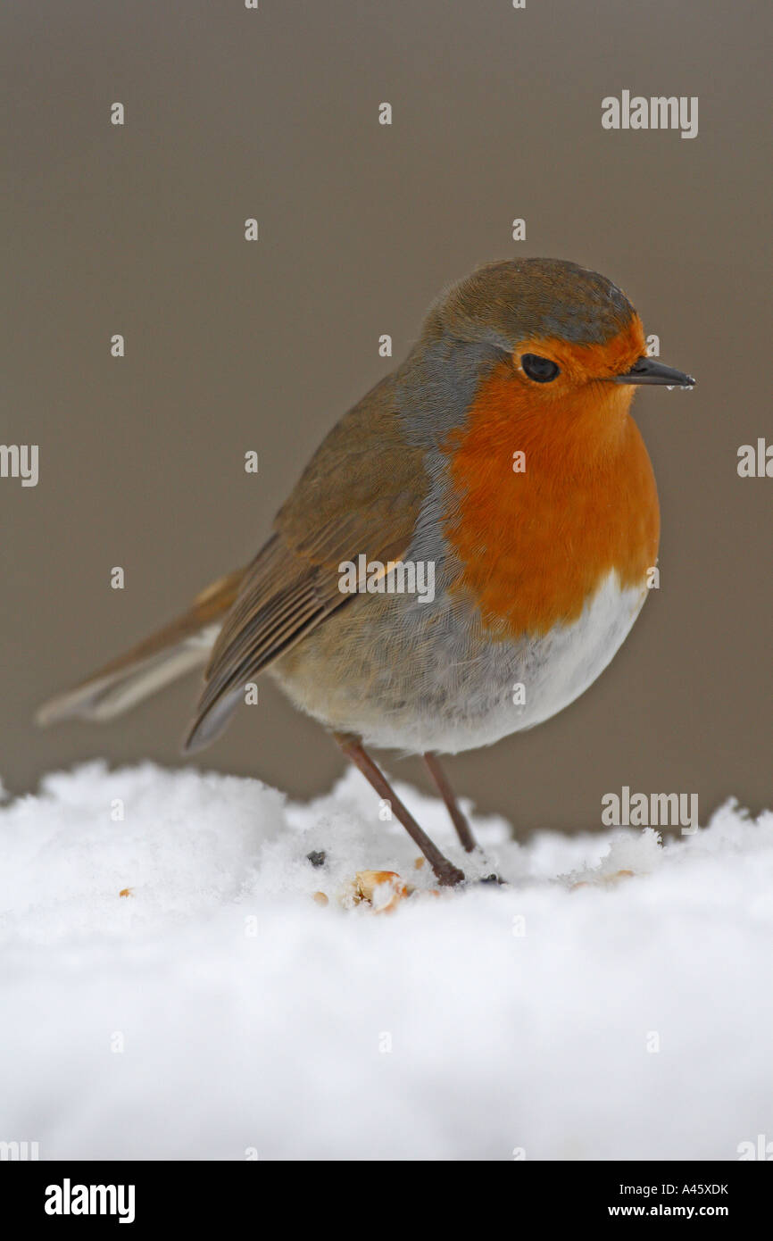 ERITHACUS rubecula aux abords de la NEIGE EN VUE DE CÔTÉ CLOSE UP Banque D'Images