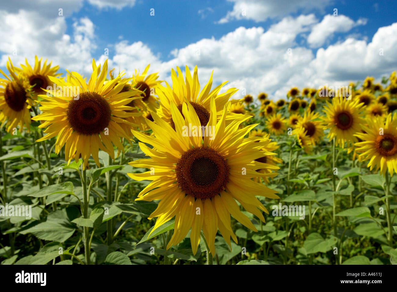 Sur un champ de tournesols Banque D'Images