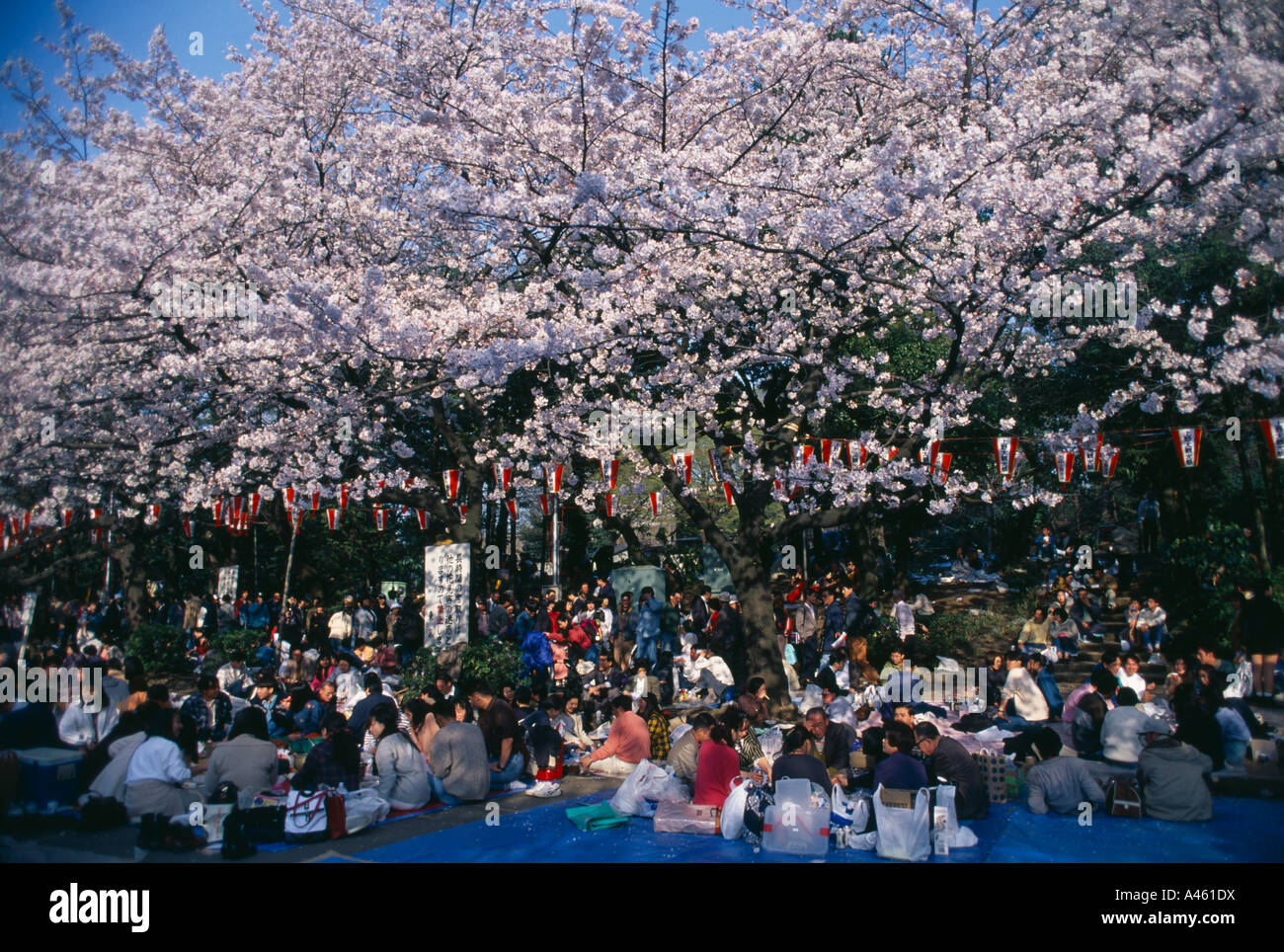 Le Japon Honshu Tokyo Hanami Cherry Blossom affichage des parties de gens assis sur le sol avec des pique-niques dans le parc Ueno au printemps Banque D'Images