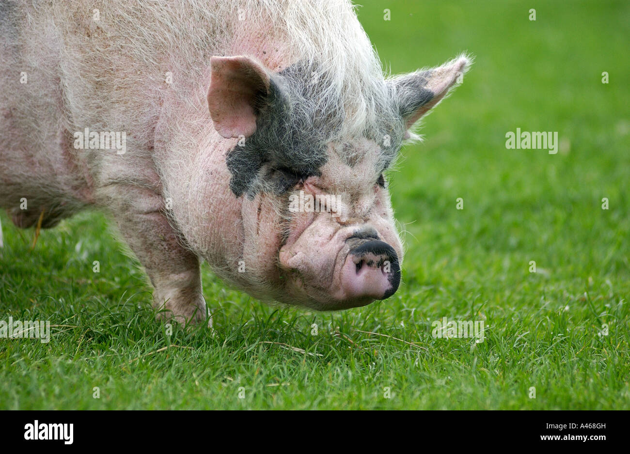 Pig grazing sur les herbages, Leicestershire, Angleterre Banque D'Images