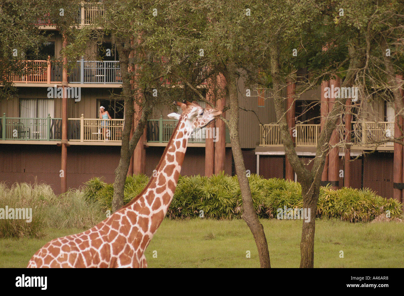 Monde de Disney Animal Kingdom Lodge Guest girafe Banque D'Images