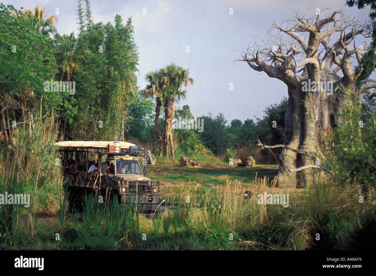 Monde de Disney Animal Kingdom camion safari arbres baobob Banque D'Images