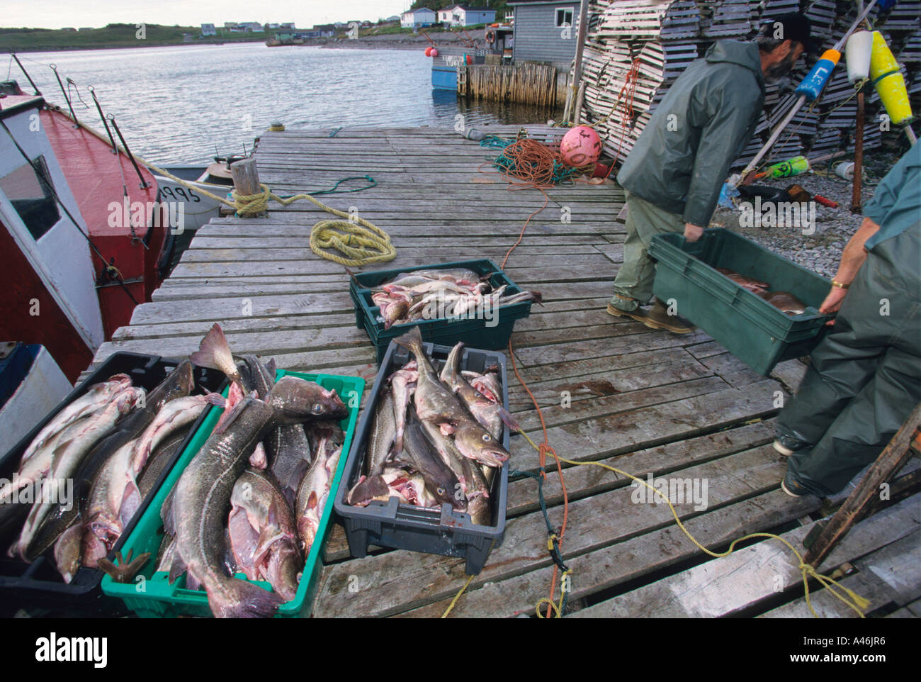 Les pêcheurs à la morue Fischer Kabeljau mit Banque D'Images