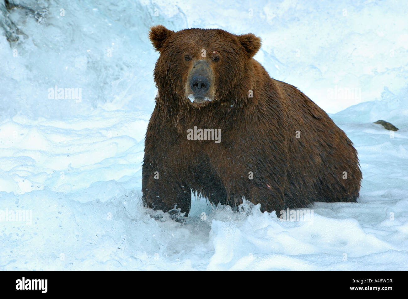 [L'ours brun (Ursus arctos) tente de prendre des saumons, Brooks River, Katmai, Brooks Falls National Park, Alaska, USA Banque D'Images
