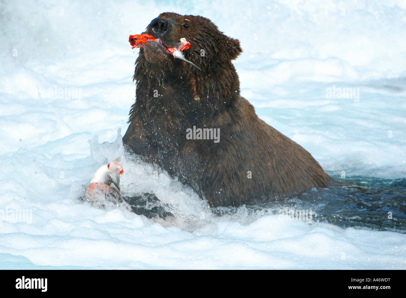 [L'ours brun (Ursus arctos) avec un saumon pêché, Brooks River, Katmai, Brooks Falls National Park, Alaska, USA Banque D'Images