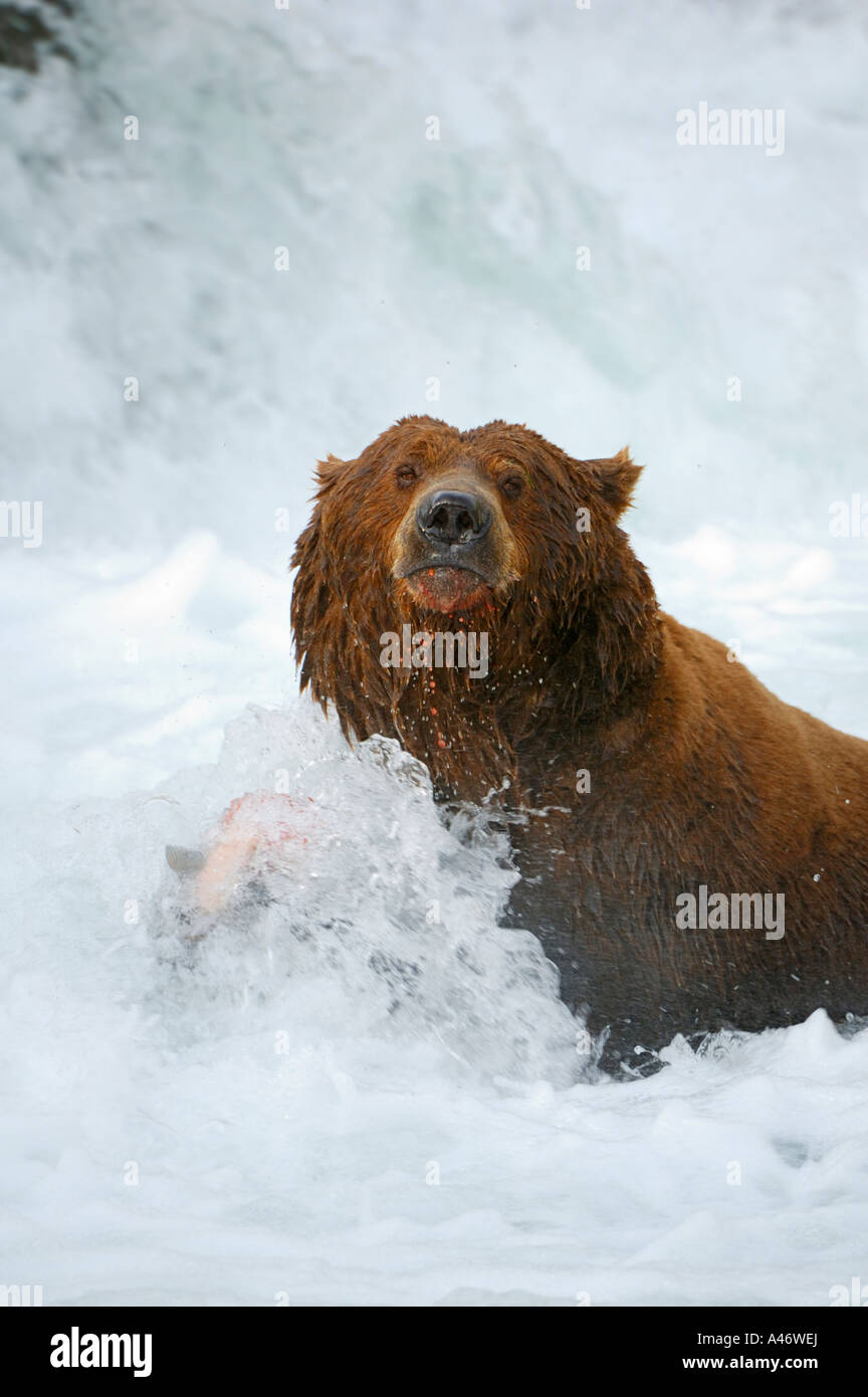 [L'ours brun (Ursus arctos) avec un saumon pris sous les cascades, Brooks River, Katmai, Brooks Falls National Park Banque D'Images