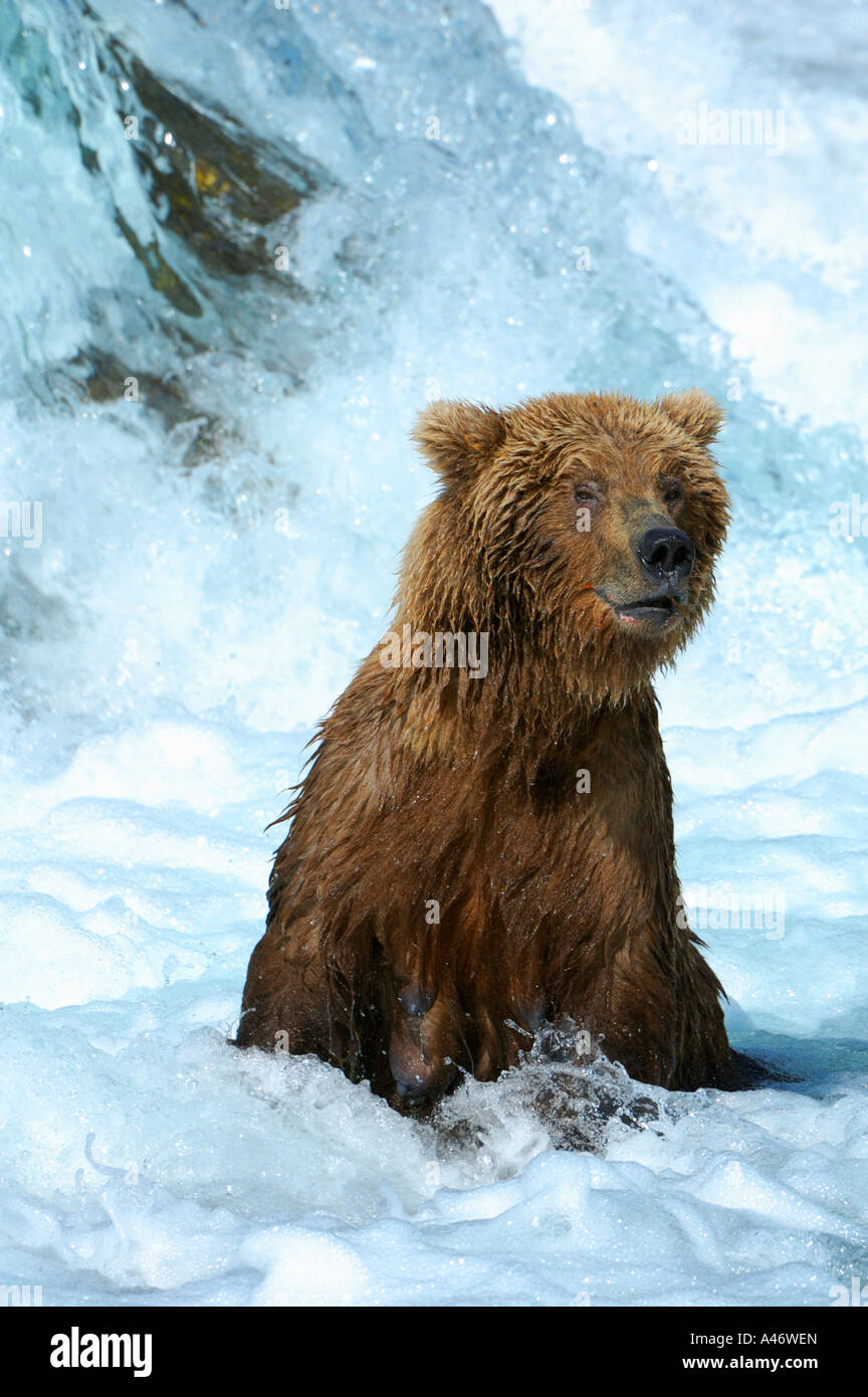 [L'ours brun (Ursus arctos), mère, essaye d'attraper l'slmons sous les cascades, Brooks River, Brooks Falls Banque D'Images