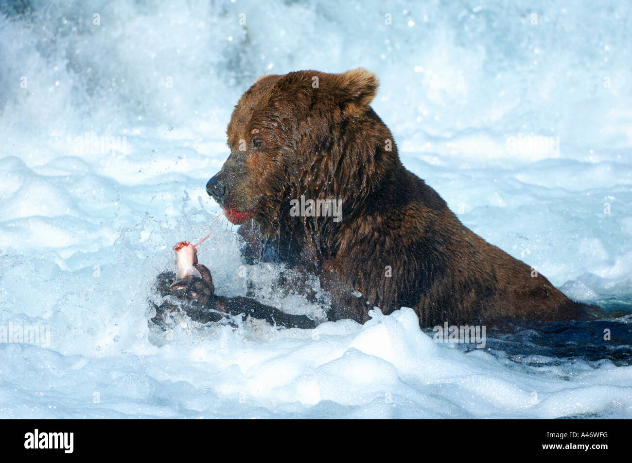 [L'ours brun (Ursus arctos) avec un saumon pris sous les cascades, Brooks River, Katmai, Brooks Falls National Park Banque D'Images