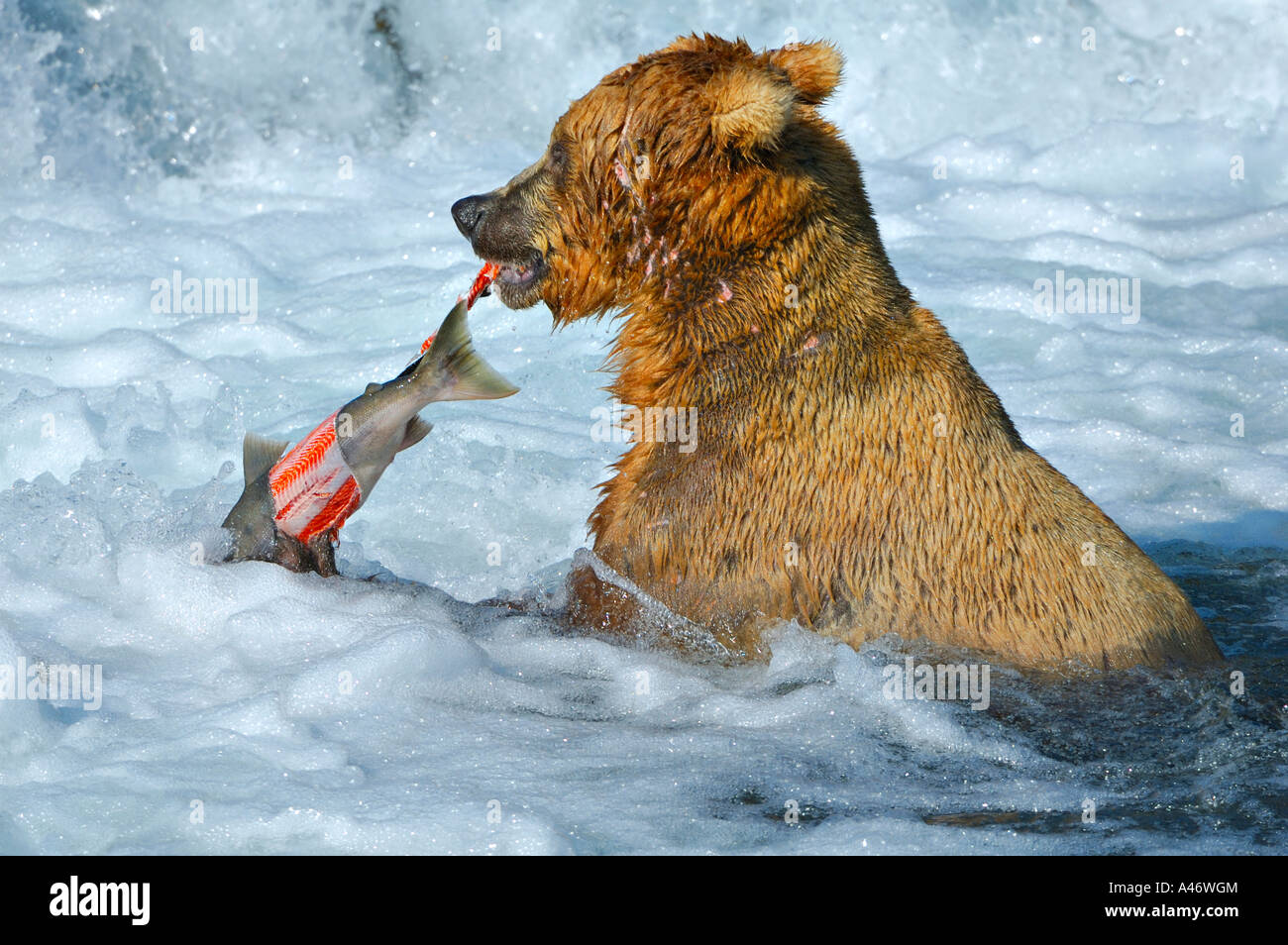 [L'ours brun (Ursus arctos) avec un saumon pêché sous la cascade, Brooks River, Katmai, Brooks Falls National Park Banque D'Images