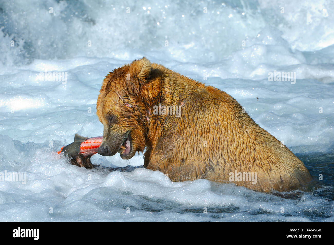 [L'ours brun (Ursus arctos) avec un saumon pêché sous la cascade, Brooks River, Katmai, Brooks Falls National Park Banque D'Images