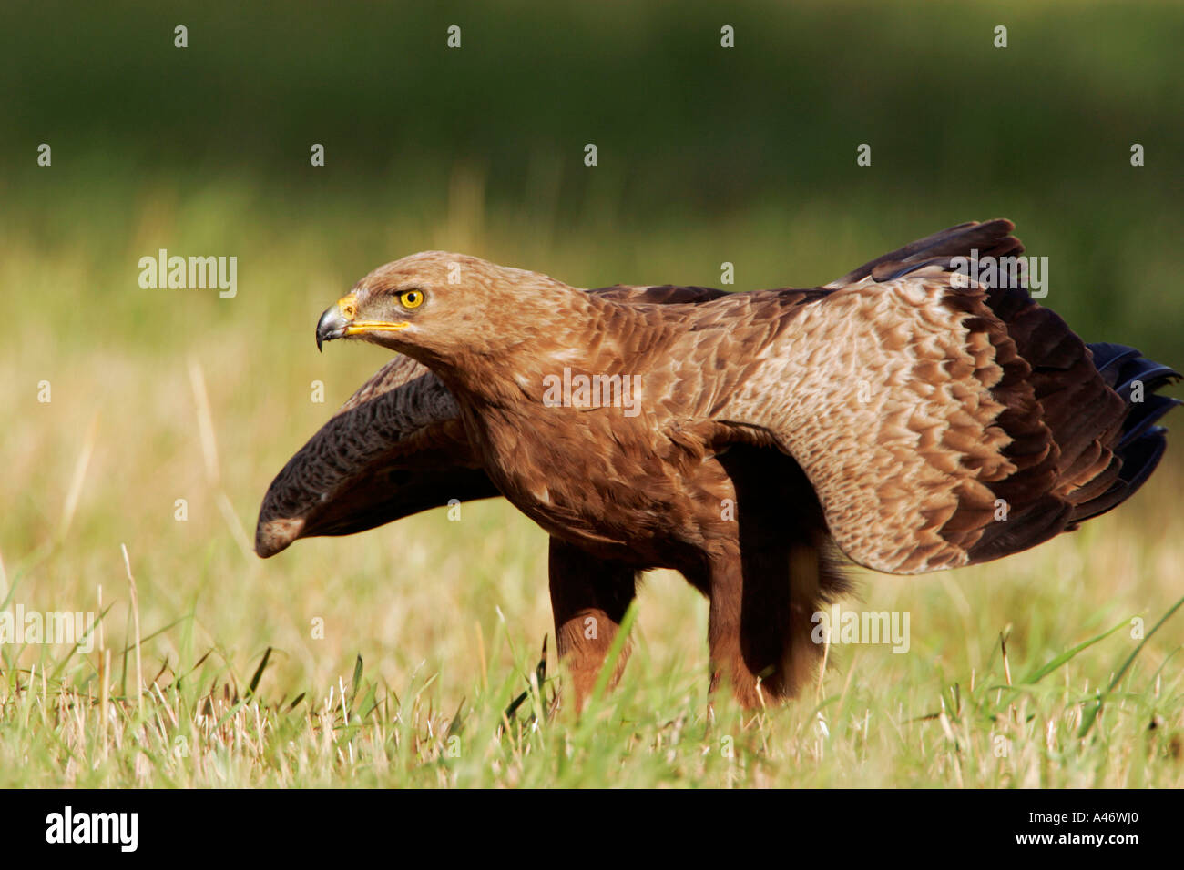 L'aigle pomarin Banque D'Images