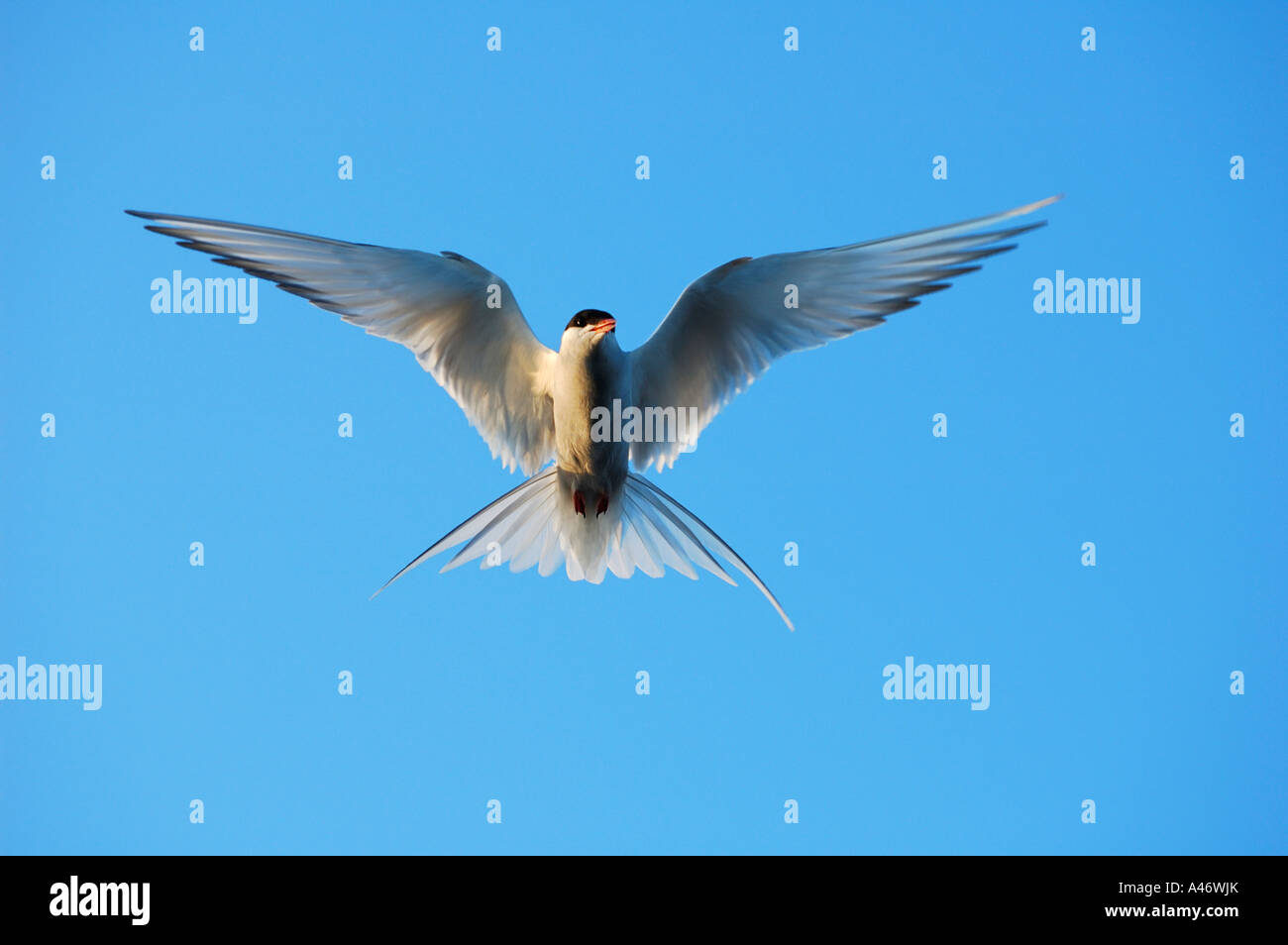 Sterne arctique (Sterna paradisaea) Alsaka, USA Banque D'Images