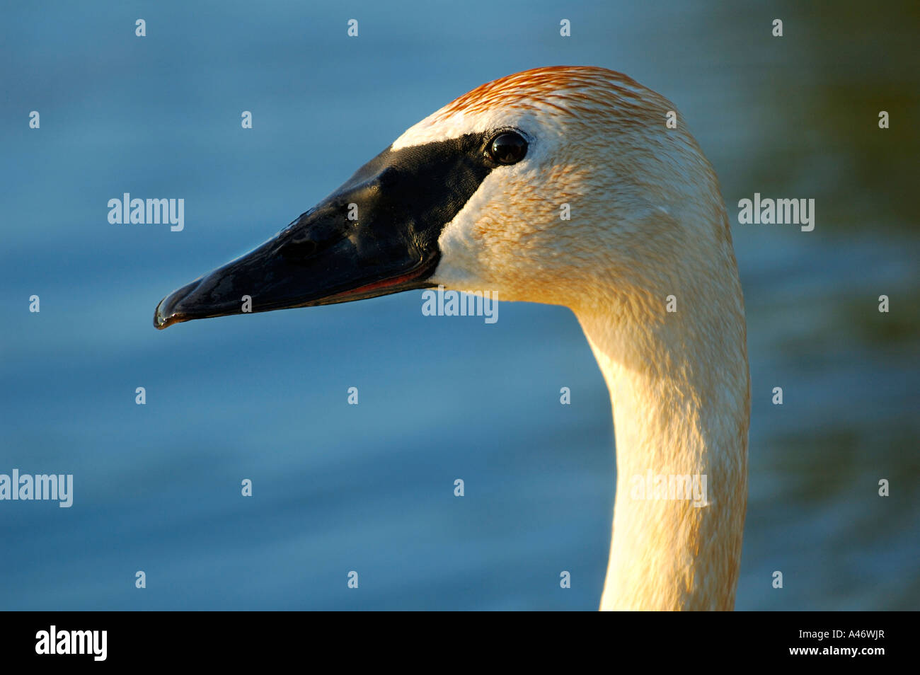 Cygne trompette (Cygnus buccinator), Alaska, USA Banque D'Images