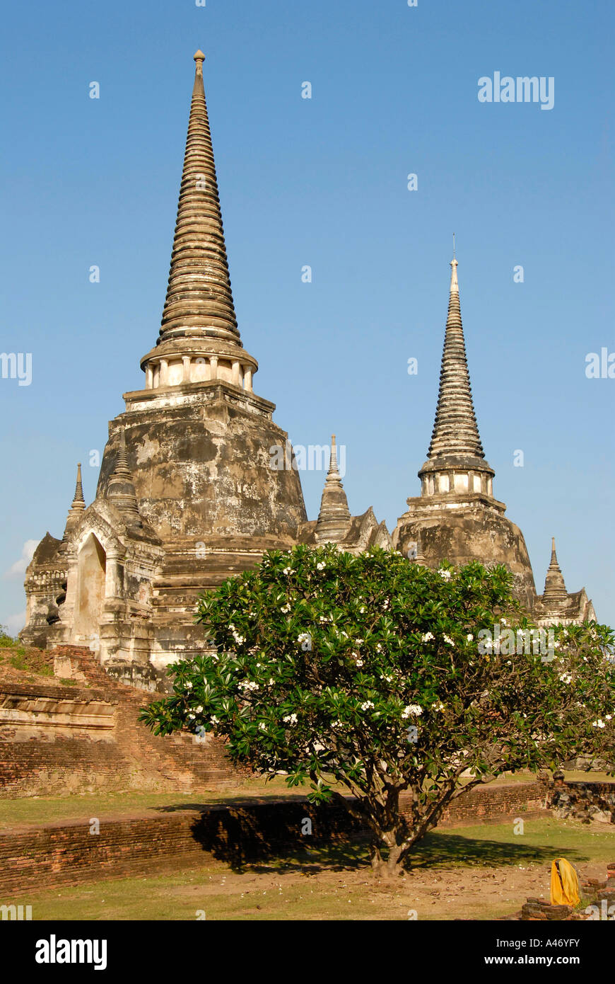 Augmenter haut chedis derrière arbre avec étoile blanche fleurs Frangipani Plumeria rubra Wat Phra Si San Phet l'intérieur de l'ancien Palace Banque D'Images