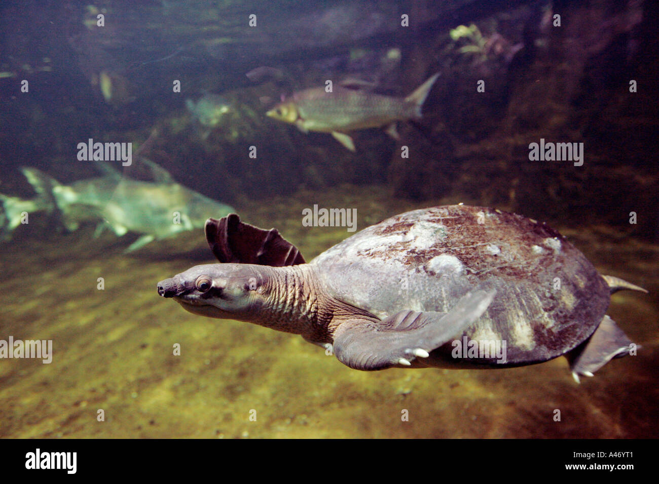 Tortue à nez de cochon La tortue de la rivière Fly Banque D'Images