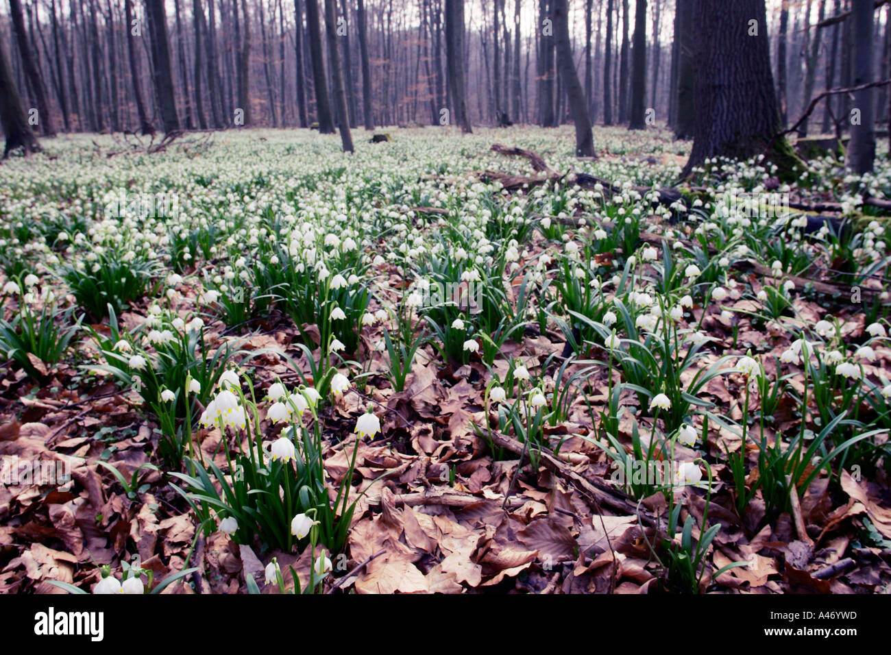 Flocon de neige de printemps Banque D'Images