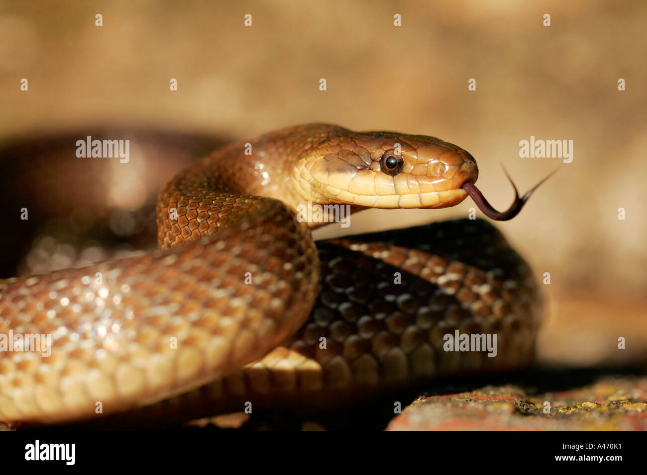 Aesculapian Snake Banque D'Images
