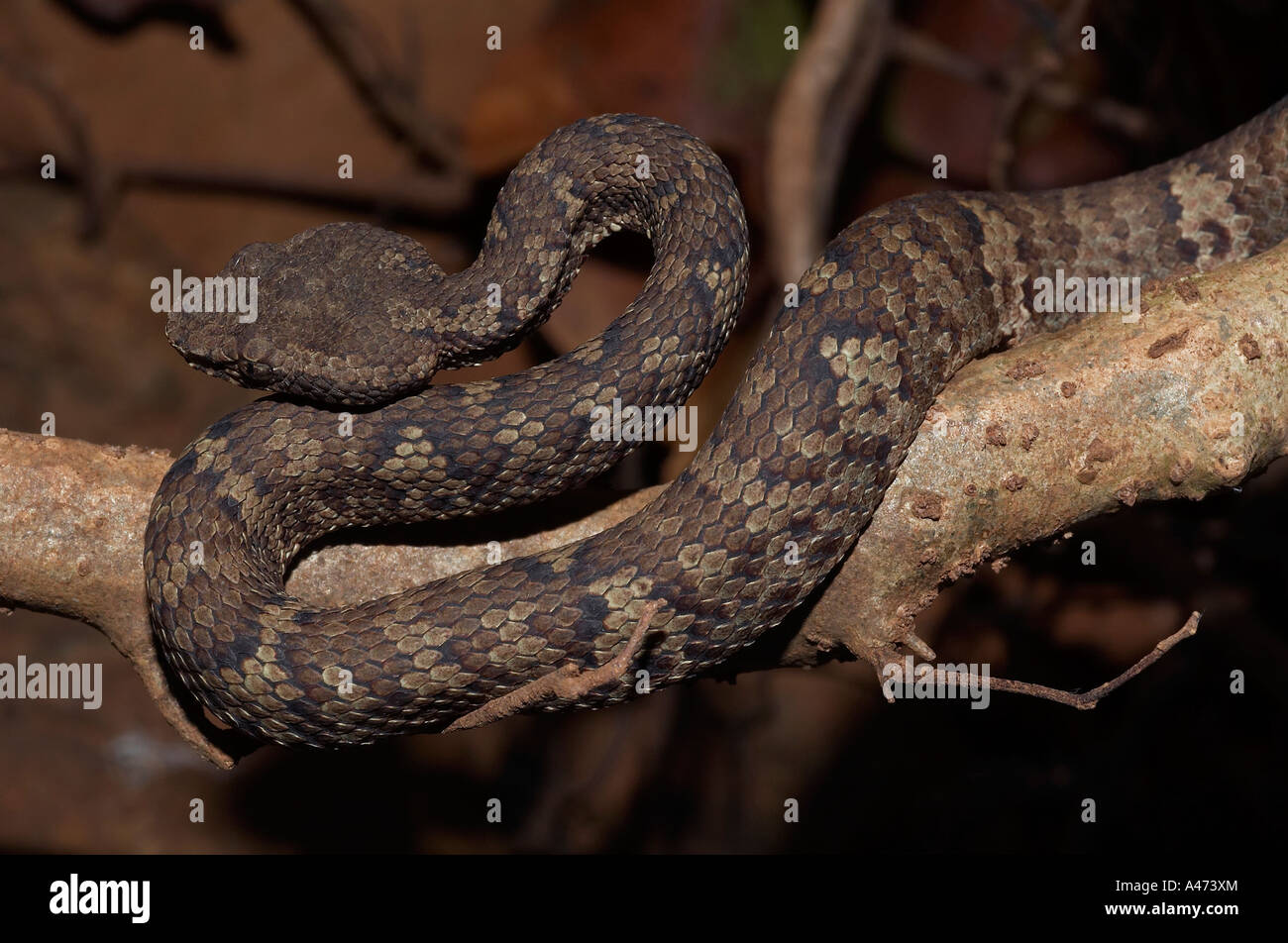 Trimeresums malbaricus MALABAR PIT VIPER venimeuse commun. La vue dorsale Close up Banque D'Images