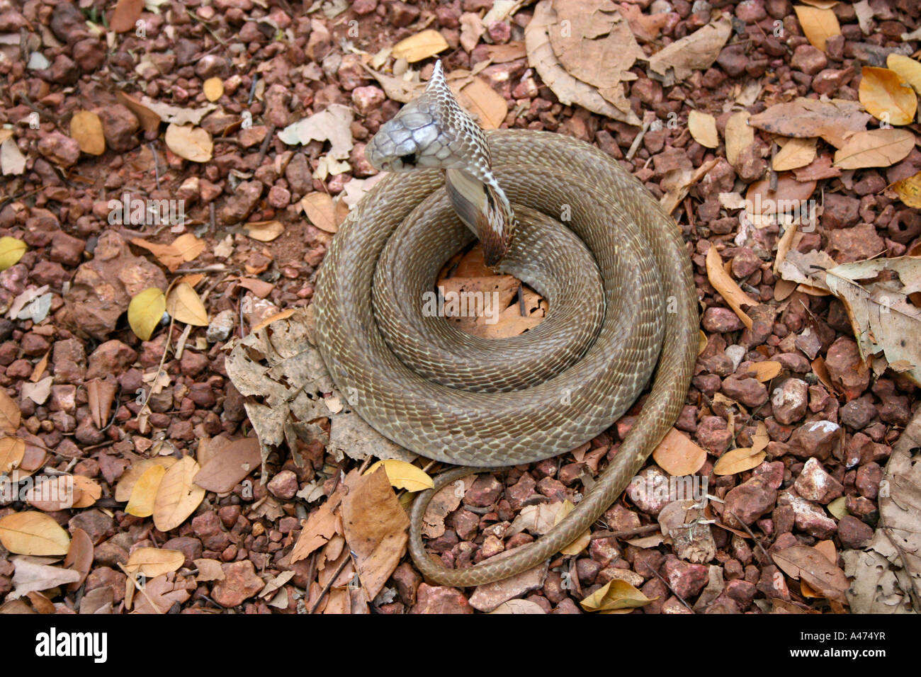 King cobra Banque D'Images