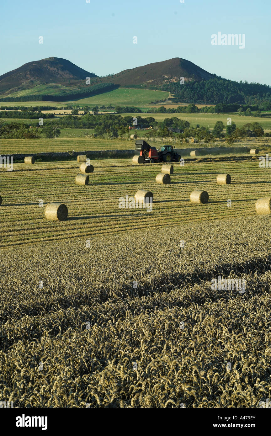 Champ de blé en cours de récolte et la paille en balles grand Scottish Borders Banque D'Images