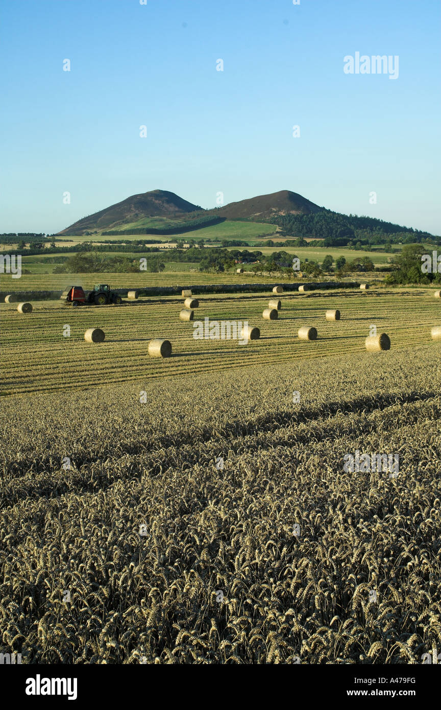 Champ de blé en cours de récolte et la paille en balles grand Scottish Borders Banque D'Images