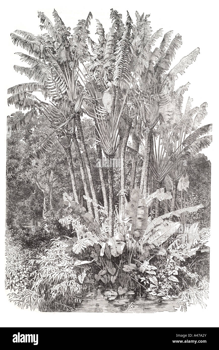 Ravenala Madagascariensis traveler tropical palm arbre feuillage en forme de ventilateur de l'eau fraîche cut trunk Banque D'Images