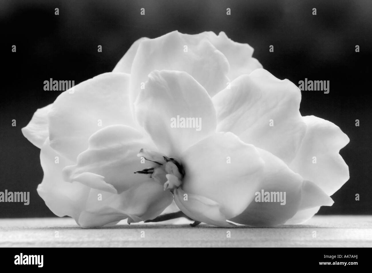 Photo noir et blanc portrait de seul gardenia fleurs sur un fond sombre Banque D'Images
