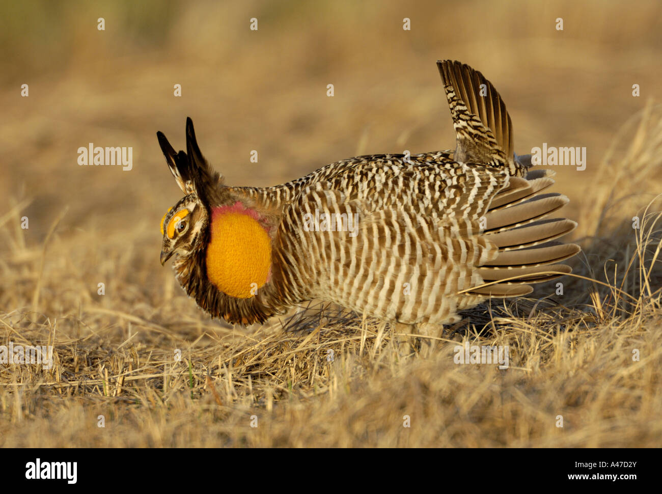 Un homme la grande poule-des-Prairies s'affiche dans un lek à Glyndon Bluestem Prairie Minnesota Banque D'Images