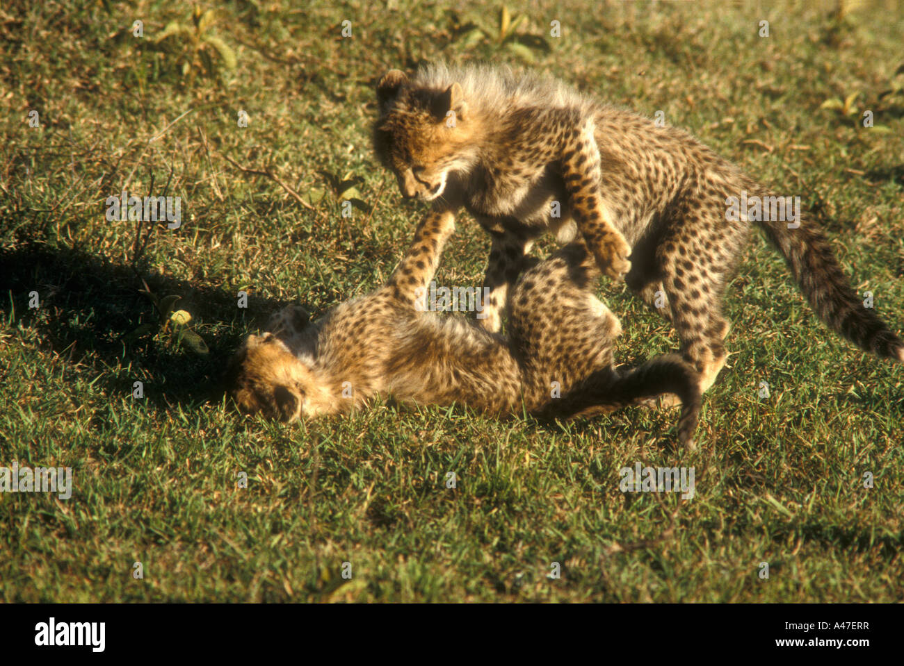 Deux jeunes oursons cheetah jouer la lutte contre le Masai Mara National Reserve Kenya Afrique de l'Est Banque D'Images