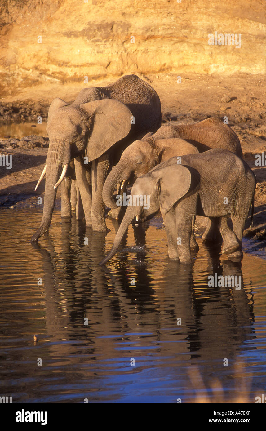 Troupeau d'éléphants de femelles et veaux boire dans la rivière Tarangire Parc national de Tarangire Tanzanie Banque D'Images