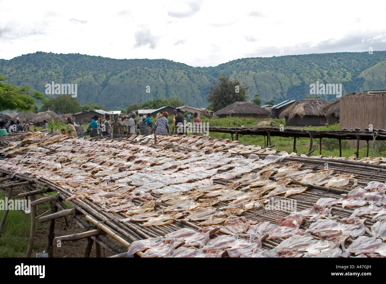 Le séchage du poisson pêché sur place du marché de proximité de la village de pêcheurs, le lac Albert, dans le Nord de l'Ouganda, l'Afrique de l'Est Banque D'Images