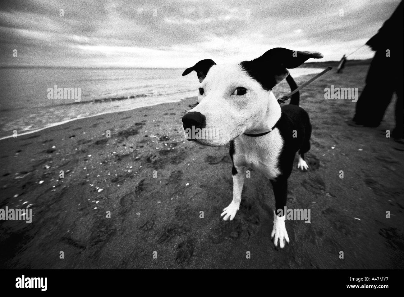 chien sur la plage Banque D'Images