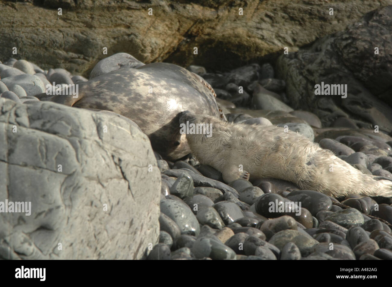 Mère de phoques gris de l'Atlantique de Pembrokeshire Wales petits soins infirmiers UK Europe Banque D'Images