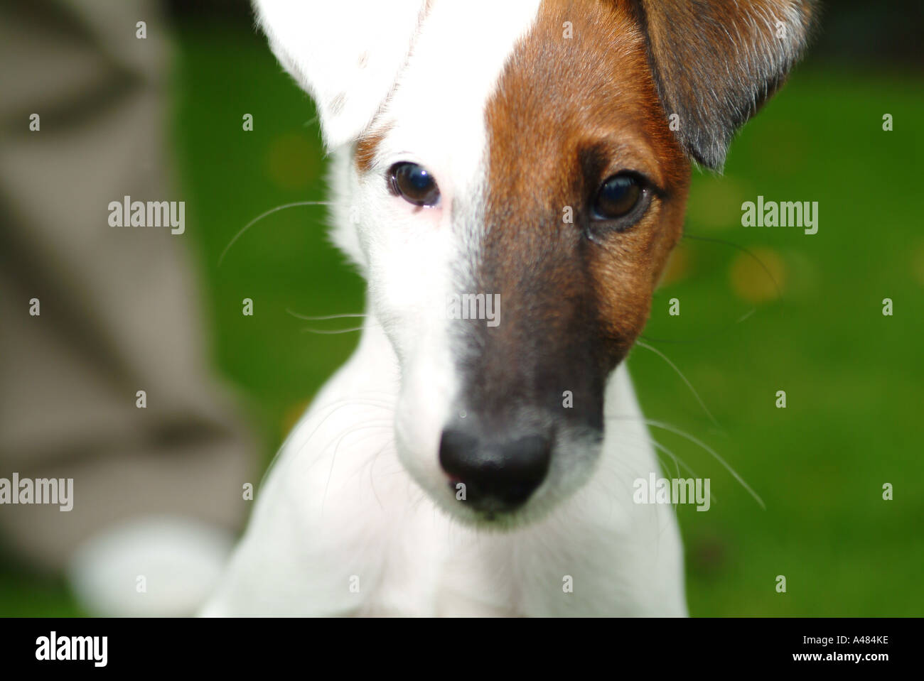Chiot Fox Terrier Poil Lisse à Donner Chiot Fox Terrier poil lisse Photo Stock - Alamy