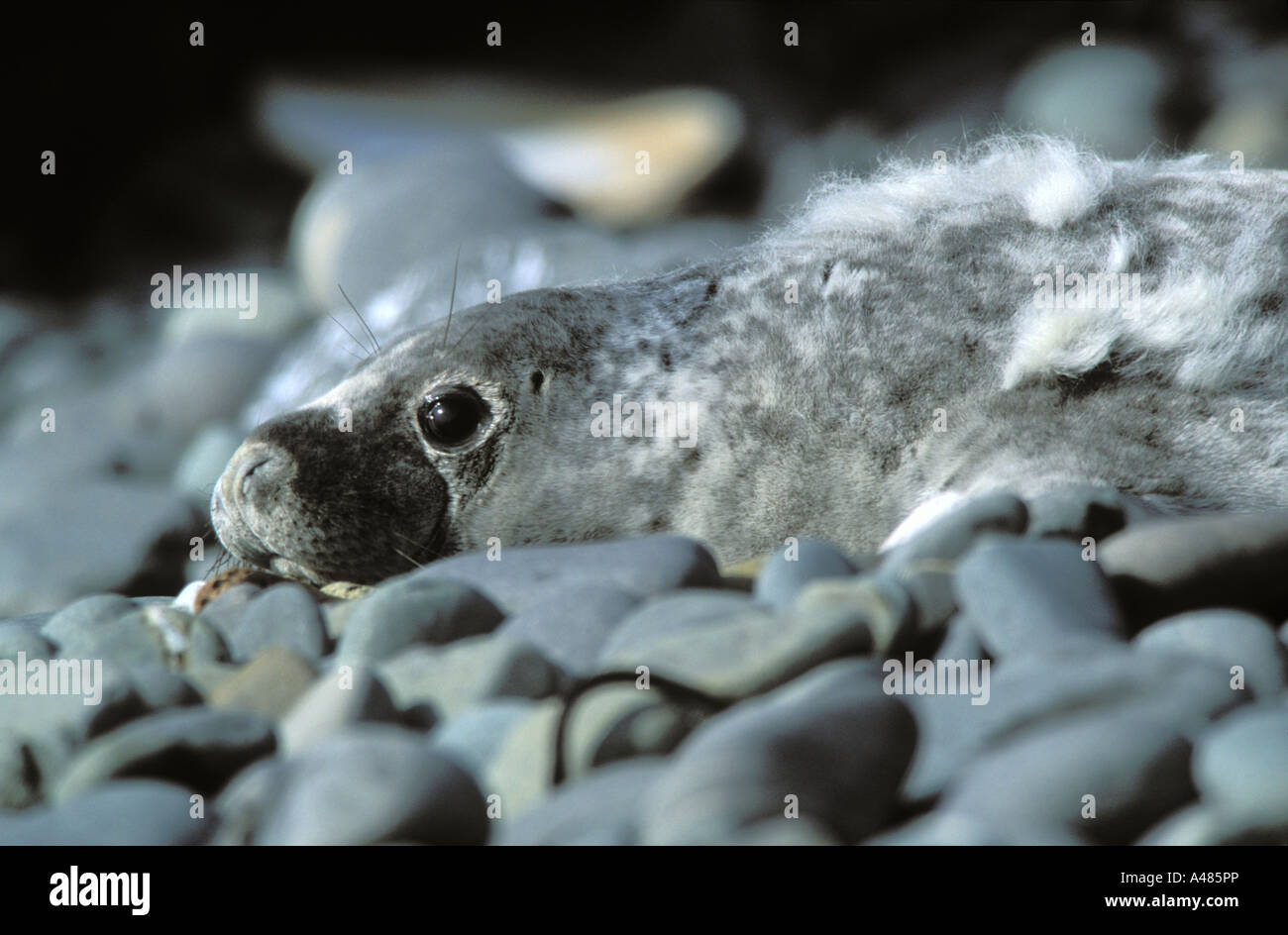 Phoque gris de l'Atlantique pup mue fourrure de pup Halichoerus grypus Skomer Island Pembrokeshire pays de Galles Royaume-Uni Europe Banque D'Images