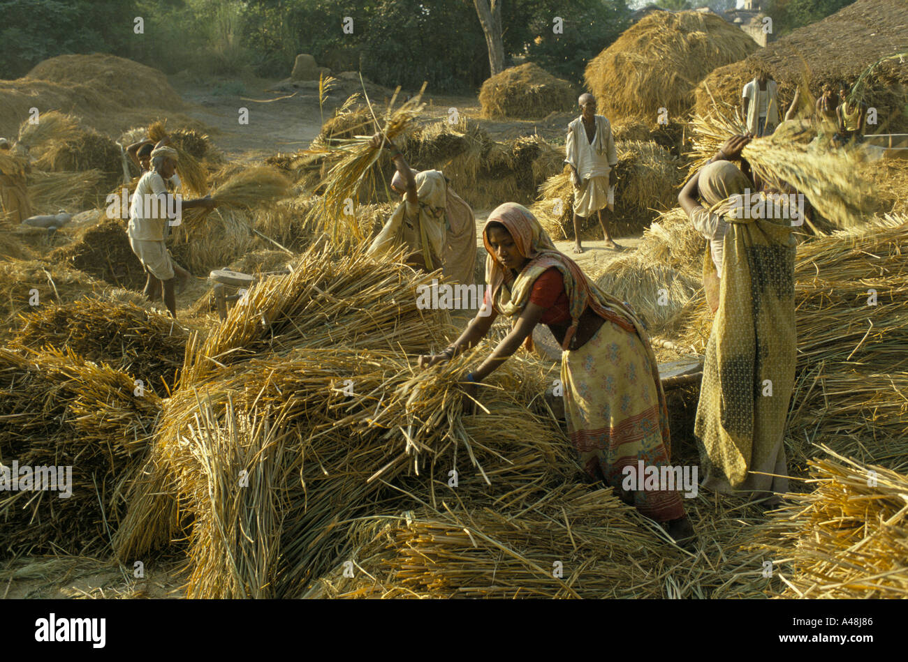 Les femmes de basse caste des intouchables ou le battage du maïs à un village près de Lucknow en Inde du nord Banque D'Images