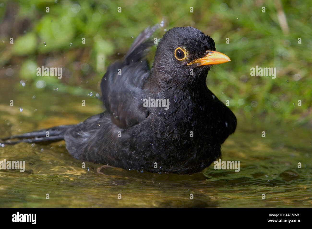 / Blackbird Amsel / Schwarzdrossel Banque D'Images