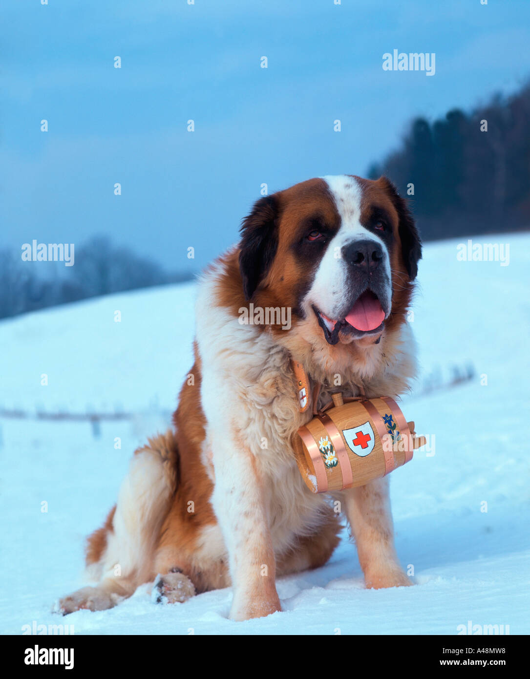 Chien Saint Bernard Bernhardiner Banque Dimages Photo