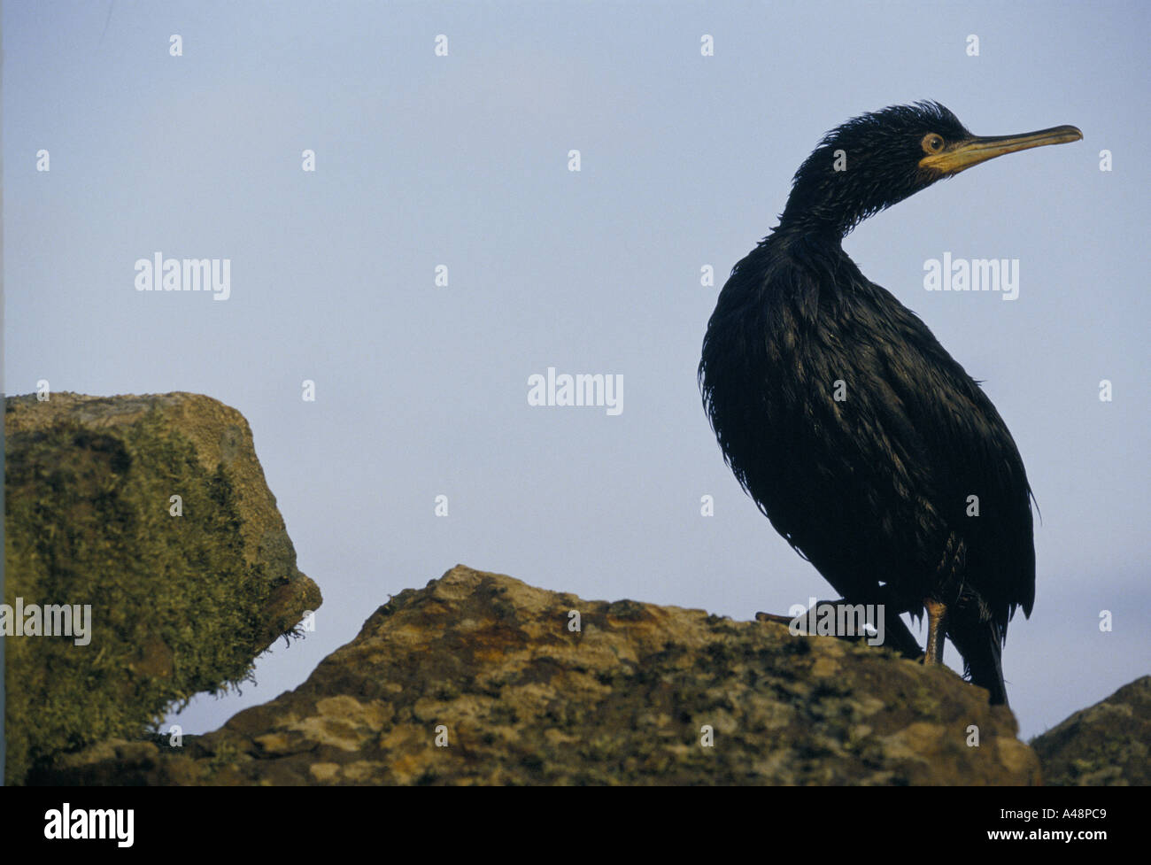 Un cormoran couvertes d'huile après le pétrolier Braer a coulé au large des côtes des îles Shetland Banque D'Images
